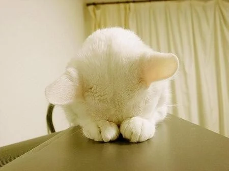 薛定谔的猫的角色图片